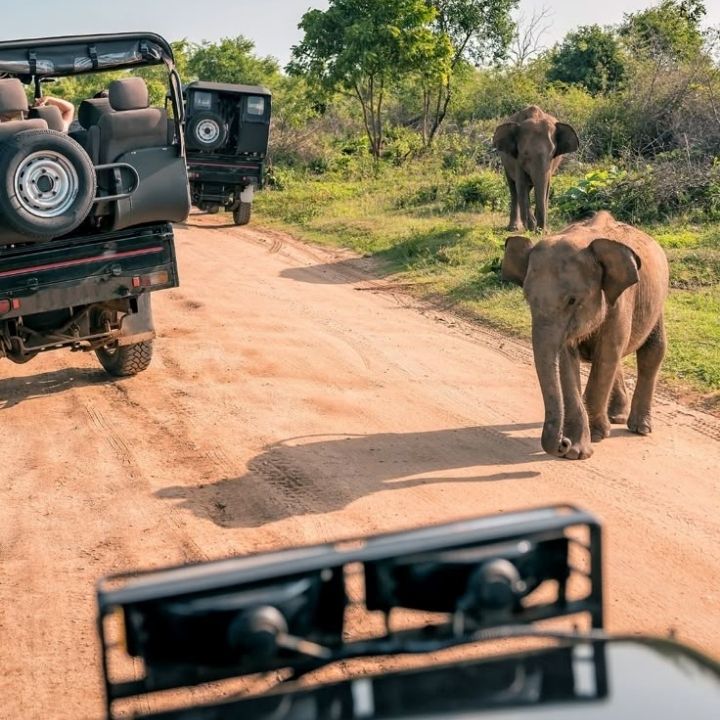 Safari Image 11