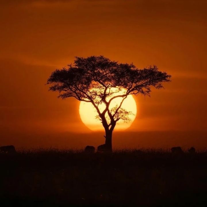 Safari Image 12