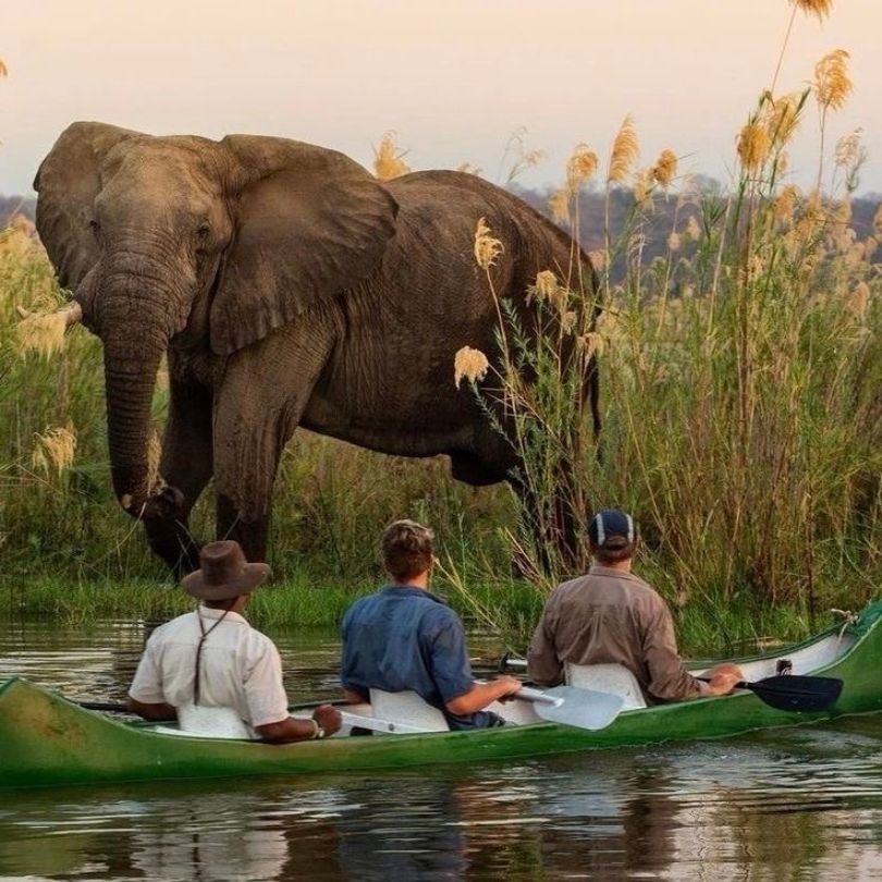 Safari Image 3